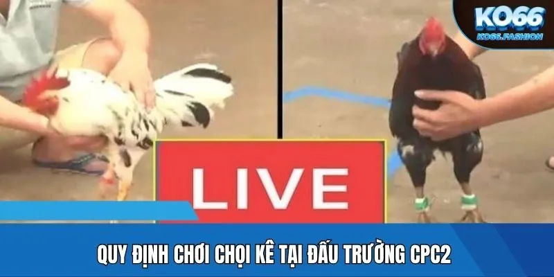 Quy định chơi chọi kê tại đấu trường CPC2